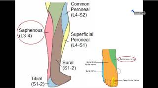 Femoral and Obturator Nerves  Dr Ahmed Farid [upl. by Coe81]