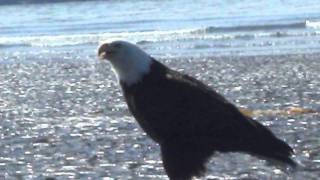 What sound does the Bald Eagle make [upl. by Etienne]