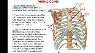 Bones and Muscles of the Thoracic Wall  Dr Ahmed Farid [upl. by Belanger]