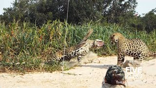 2 Male Jaguars Fight on the Beach [upl. by Gunas]