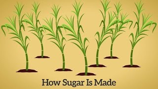 How Cane Sugar Is Made [upl. by Hobey]