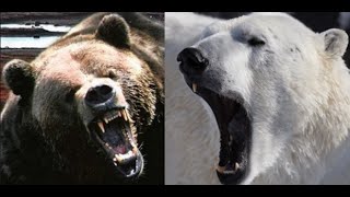 Bear Fight Polar vs Gizzly [upl. by Horner332]