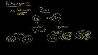 Biology  Parthenogenesis The Basics [upl. by Omiseno24]