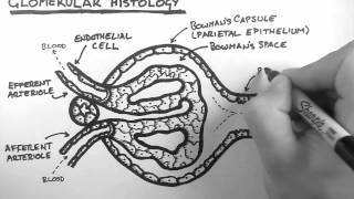 Membranous Nephropathy New Insights Regarding Treatment [upl. by Iak]