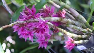 All about the Dendrobium bracteosum  Species Orchid Review [upl. by Kraska]