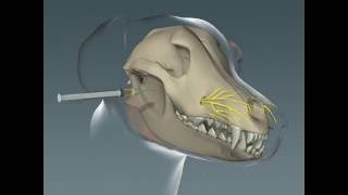 Maxillary Nerve Block in Canines [upl. by Katina]