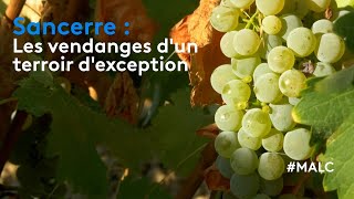 Sancerre  les vendanges dun terroir dexception [upl. by Gine994]