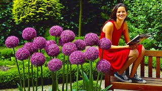 How to Plant Allium Globemaster SpringSummer Garden Guide [upl. by Dralliw465]