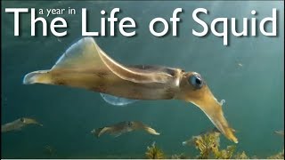 A Year in the Life of Squid [upl. by Shivers245]