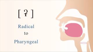 ʡ  unvoiced unaspirated radical pharyngeal stop [upl. by Atinnod]