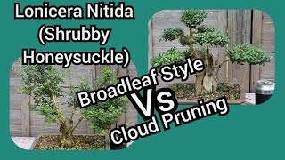 Lonicera Nitida Bonsai Shrubby Honeysuckle Broadleaf Style Vs Cloud Pruning [upl. by Eudo]