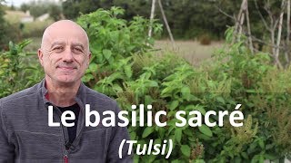 Basilic sacré tulsi [upl. by Lithea]