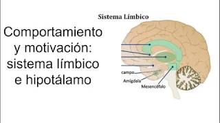 Sistema límbico e hipotálamo  Fisiología [upl. by Nya]