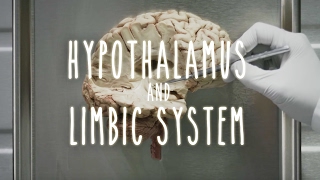 Neuroanatomy S1 E4 Hypothalamus and Limbic System neuroanatomy ubcmedicine [upl. by Teeniv]