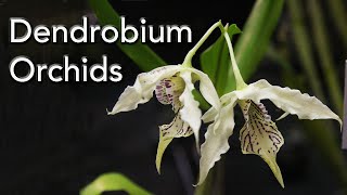 Dendrobium Orchid Varieties [upl. by Semreh]