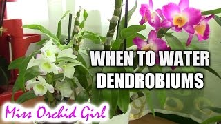 When to water Dendrobium orchids after the winter rest [upl. by Melan]