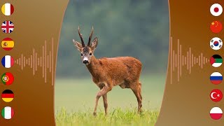 Animal Sounds Roe Deer [upl. by Zzabahs]