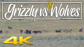 Grizzly Bear vs 20 wolves  Yellowstone National Park [upl. by Magnuson245]