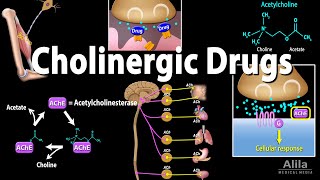 Cholinergic Drugs  Pharmacology Animation [upl. by Nanfa]