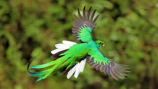 6 Most Beautiful Quetzals in the World [upl. by Yur]