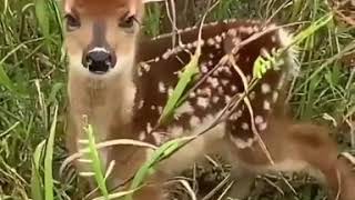 Baby deer sound [upl. by Zebaj]