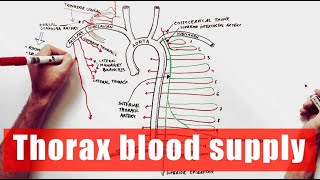 Arterial supply of the Thorax  Anatomy Tutorial [upl. by Brok]