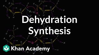 Dehydration synthesis or a condensation reaction  Biology  Khan Academy [upl. by Allen]