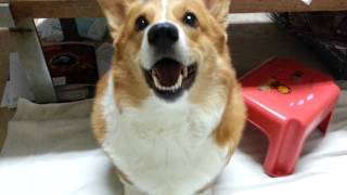 Barking corgi [upl. by Ihdin]