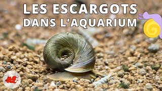 Les Escargots dans laquarium [upl. by Bonni]