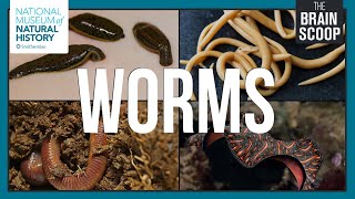 The Wonderful World of Worms [upl. by Aset]