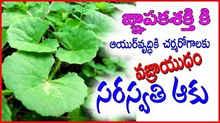 Brahmi Health Benefits  Ayurvedic Herbs telugu [upl. by Arahc]