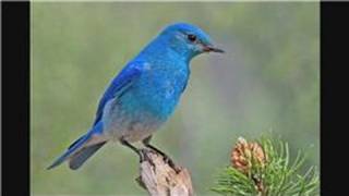 Bluebirds  Attracting Mountain Bluebirds [upl. by Amre]