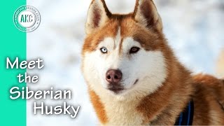 Meet the Siberian Husky [upl. by Burkle238]