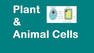 Plant and Animal Cells KS3 SCIENCE [upl. by Hege]