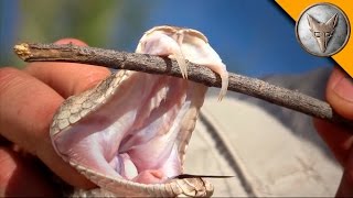 Rattlesnake with Double Fangs [upl. by Bonacci227]