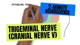 2Minute Neuroscience Trigeminal Nerve Cranial Nerve V [upl. by Adnuhs]