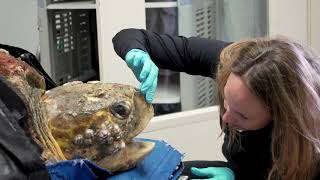 200Pound Sea Turtle Rescued  Kirby the Loggerhead [upl. by Irak]