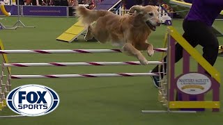 Punk the Golden Retriever captures 24 inch class title  FOX SPORTS [upl. by Ireland]