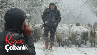 Kışın Çobanlık  Kuzulama Dönemi Belgesel 4K [upl. by Bixby]