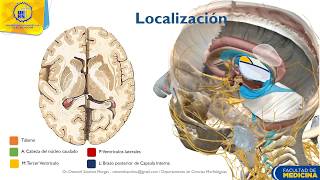 Tálamo Generalidades funciones y localización  Dr Ottoniel Sánchez [upl. by Atiluap]