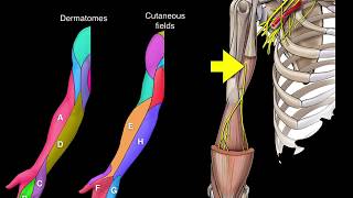 Dermatomes and Cutaneous fields [upl. by Kra319]