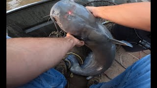 Mississippi River Catfishing on Trotlines [upl. by Euphemie382]