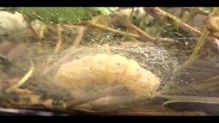 Silkworm Life Cycle Silent Video [upl. by Ehctav687]