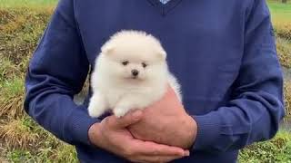 Teacup Pomeranian Puppies for Sale [upl. by Kerrie]