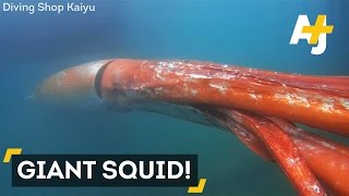 Rare Giant Squid Over 12 Feet Long Captured On Camera [upl. by Notsa]