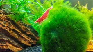 How to Keep Marimo Moss Balls in Your Aquarium [upl. by Jeramie]