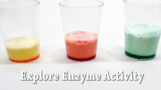 Explore Enzymes  STEM Activity [upl. by Aroz197]