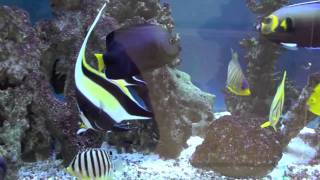 Marine Angelfish Tank 2011 [upl. by Apur]