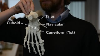 Foot and ankle bones [upl. by Enuj]