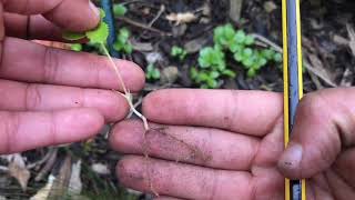 How to propagate hellebores [upl. by Leslee]